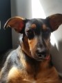 Perfil